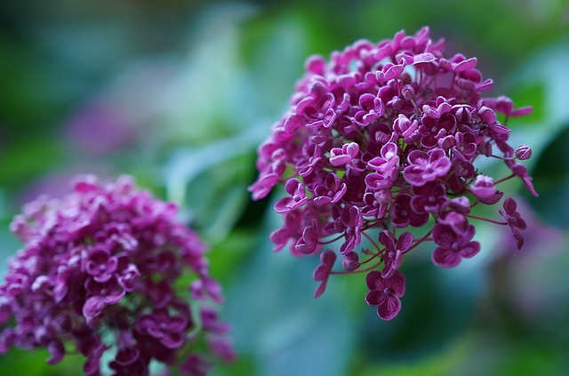 Seringen snoeien na de bloei: de beste tips voor een gezonde plant